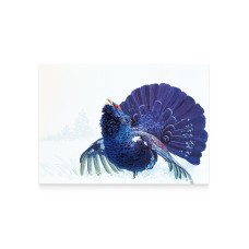 Card «White-billed grouse»