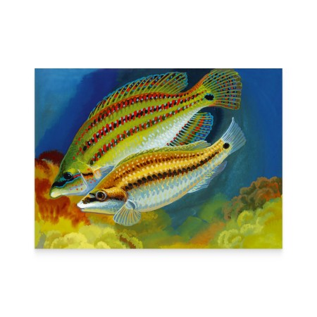 Картка «EUROPA. Підводна фауна і флора. Зеленушка-рулена»