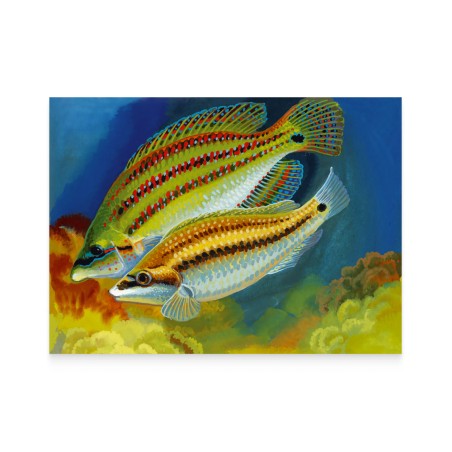 Card «EUROPA. Underwater Fauna and Flora. Symphodus tinca»