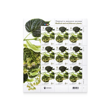Sheet "Linden heart leaf. Medicinal and honey-bearing plants"