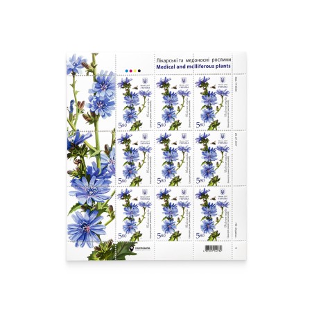 Sheet "Wild chicory. Medicinal and honey-bearing plants"