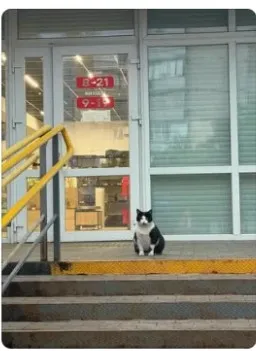 cat