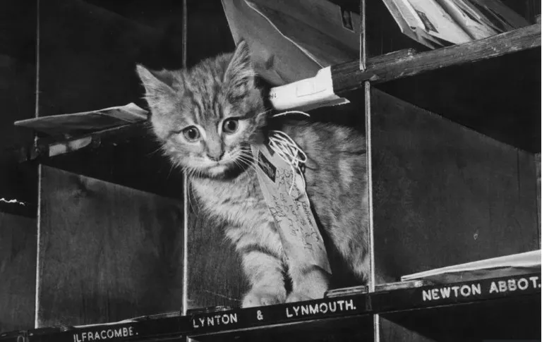 cat